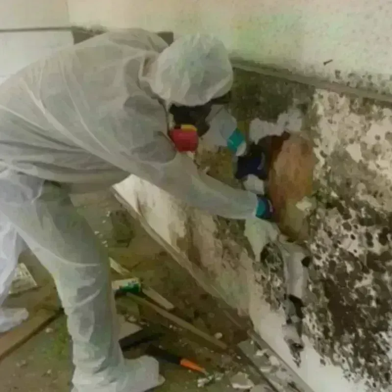 Mold Remediation and Removal in Kauai County, HI